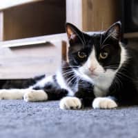 Photo of Brownie