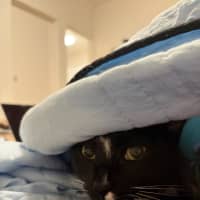 Photo of Inky & Dexter