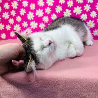 Photo of Edith   Located In Brunswick East