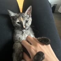 Photo of Emerald