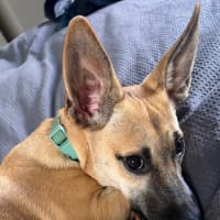 Photo of Humphrey (Nugget)