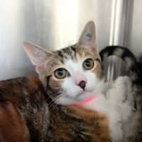 Photo of Peaches