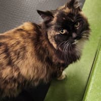 Photo of Lola