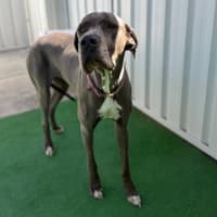 Photo of Maple