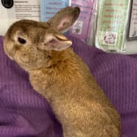 Photo of Strawberry And Popcorn 