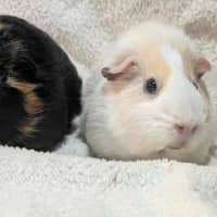 Photo of Frodo & Samwise