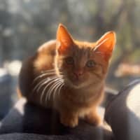 Photo of Ginger