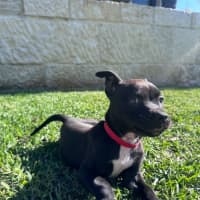 Photo of Pippa