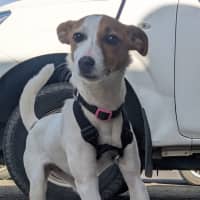 Photo of Nellie