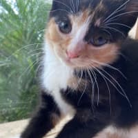 Photo of Kitty Purry