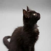 Photo of Jet