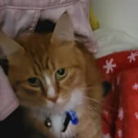 Photo of Louie & Jewie   5 Year Old Domestic Short Hair