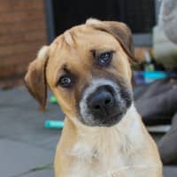 Photo of Barney   8 Week Old Mastiff X (Trial)