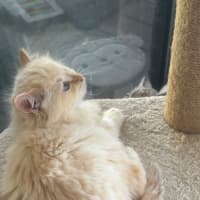 Photo of Oats Meet Me @Petstock Carrum Downs Store