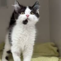 Photo of Artemis