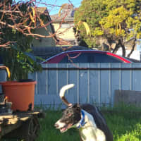 Photo of Dot