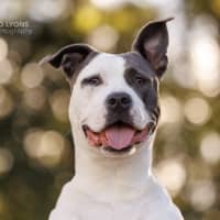 Photo of Sasha   4 Year Old American Staffy