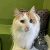 Photo of Sir Handsome