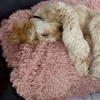 Photo of Olaf