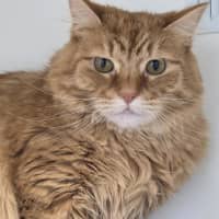Photo of Marmalade