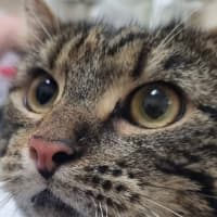 Photo of Tilly 