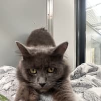 Photo of Groot