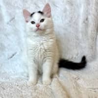 Photo of Mel B   In Foster Care In Templestowe