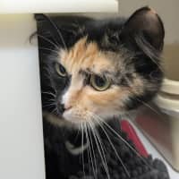 Photo of 🧚‍♀️ Pixie 5855 🧚‍♀️