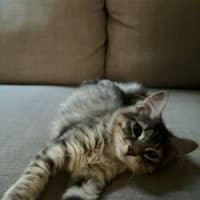 Photo of Petal   In Foster Care In Richmond