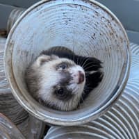 Photo of Fig, Anthea & Danger Mouse