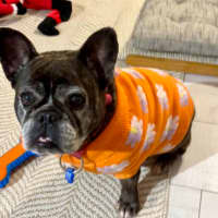 Photo of Lexi   10 Year Old French Bulldog