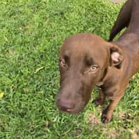 Photo of Rusty