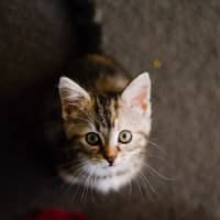 Photo of Sage