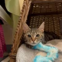 Photo of Honey