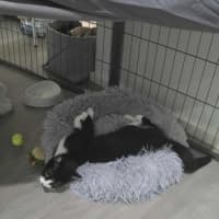 Photo of Scotch And Fillet