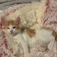 Photo of Callie