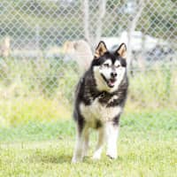 Photo of Cardie