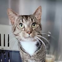 Photo of Mr. Whiskers