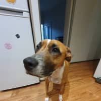 Photo of Frankie