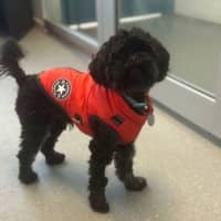 Photo of Milo