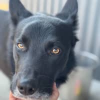 Photo of Rocky   2 Year Old Border Collie X Kelpie (Trial)