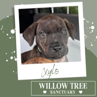 Photo of Xylo