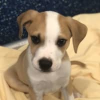Photo of Louie