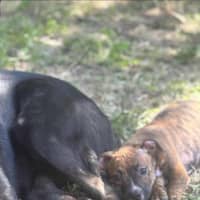 Photo of Chance (P1)