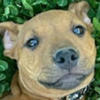 Photo of Ellie ~ 4 Month Old, Staffy X, Puppy