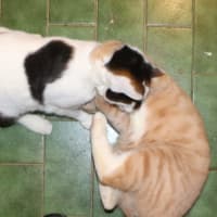 Photo of Fox Now Available At Pet Quarters Broadmeadow