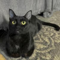 Photo of Fudge