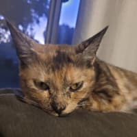 Photo of Daisy
