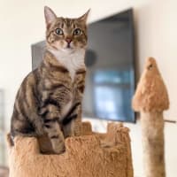 Photo of Kit Kat
