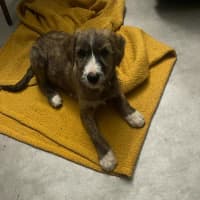 Photo of Scruffy